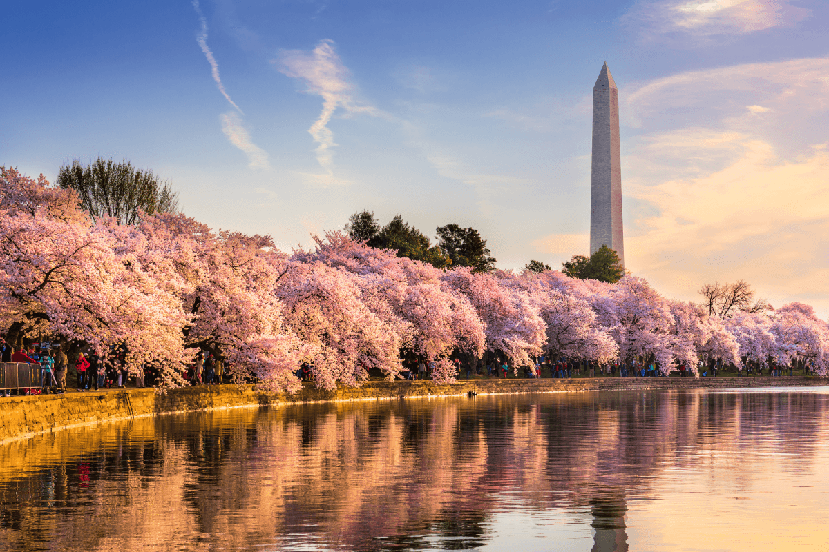 See the Cherry Blossoms See the Cherry Blossoms